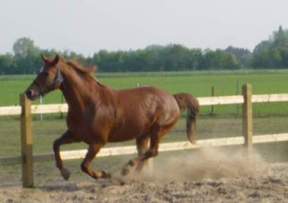 Paarden geven je vleugels
